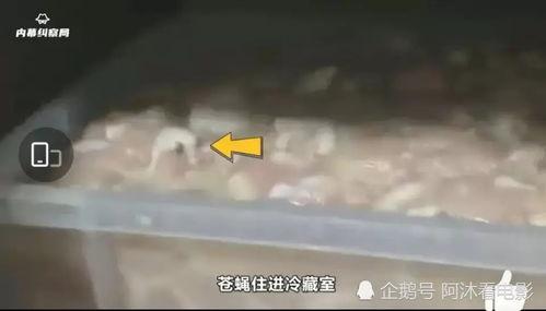 长春华莱士最新爆料,揭秘幕后真相与未来发展